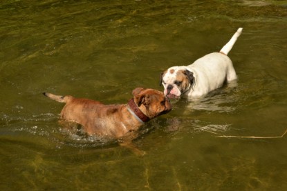 Continental Bulldogs Seeblickbulls Bilderalbum - Gina Abby zu Besuch