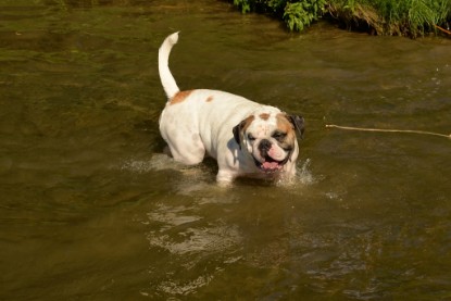 Continental Bulldogs Seeblickbulls Bilderalbum - Gina Abby zu Besuch