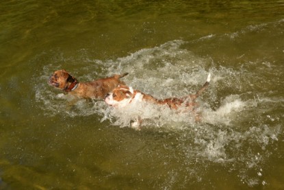 Continental Bulldogs Seeblickbulls Bilderalbum - Gina Abby zu Besuch