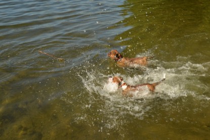 Continental Bulldogs Seeblickbulls Bilderalbum - Gina Abby zu Besuch