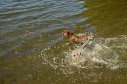 Continental Bulldogs Seeblickbulls Bilderalbum - Gina Abby zu Besuch