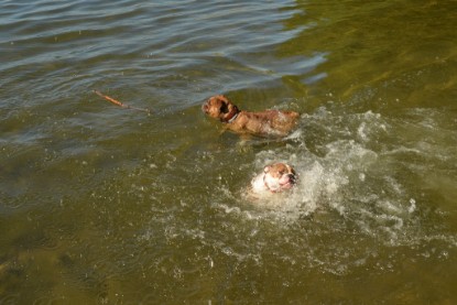 Continental Bulldogs Seeblickbulls Bilderalbum - Gina Abby zu Besuch