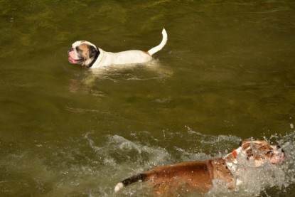 Continental Bulldogs Seeblickbulls Bilderalbum - Gina Abby zu Besuch