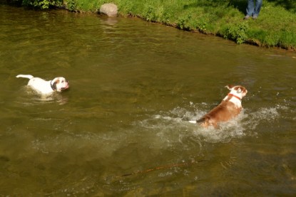 Continental Bulldogs Seeblickbulls Bilderalbum - Gina Abby zu Besuch