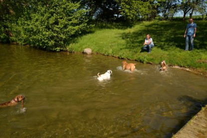 Continental Bulldogs Seeblickbulls Bilderalbum - Gina Abby zu Besuch