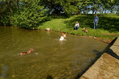 Continental Bulldogs Seeblickbulls Bilderalbum - Gina Abby zu Besuch