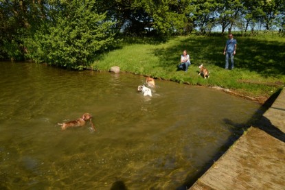 Continental Bulldogs Seeblickbulls Bilderalbum - Gina Abby zu Besuch