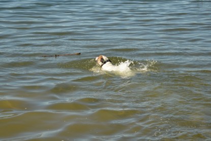 Continental Bulldogs Seeblickbulls Bilderalbum - Gina Abby zu Besuch