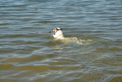 Continental Bulldogs Seeblickbulls Bilderalbum - Gina Abby zu Besuch