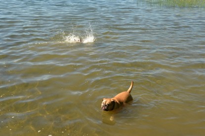 Continental Bulldogs Seeblickbulls Bilderalbum - Gina Abby zu Besuch