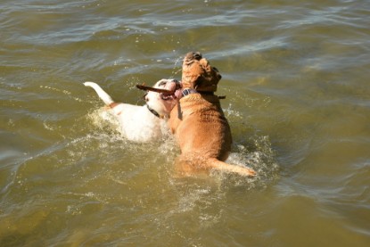 Continental Bulldogs Seeblickbulls Bilderalbum - Gina Abby zu Besuch