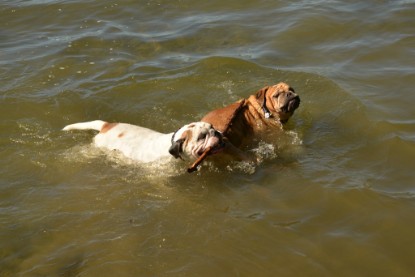 Continental Bulldogs Seeblickbulls Bilderalbum - Gina Abby zu Besuch