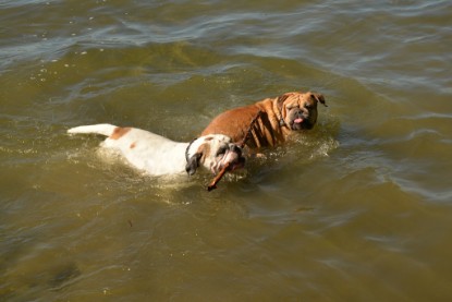 Continental Bulldogs Seeblickbulls Bilderalbum - Gina Abby zu Besuch