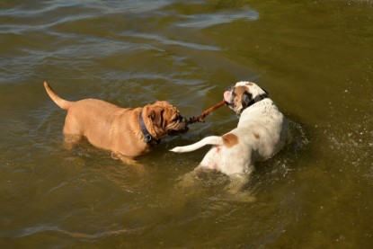 Continental Bulldogs Seeblickbulls Bilderalbum - Gina Abby zu Besuch