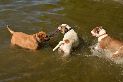 Continental Bulldogs Seeblickbulls Bilderalbum - Gina Abby zu Besuch