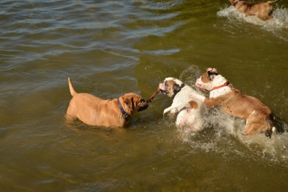 Continental Bulldogs Seeblickbulls Bilderalbum - Gina Abby zu Besuch