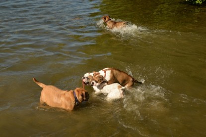 Continental Bulldogs Seeblickbulls Bilderalbum - Gina Abby zu Besuch