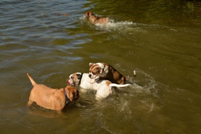 Continental Bulldogs Seeblickbulls Bilderalbum - Gina Abby zu Besuch