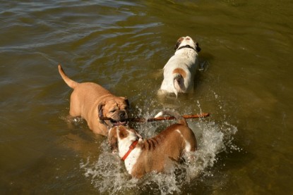 Continental Bulldogs Seeblickbulls Bilderalbum - Gina Abby zu Besuch