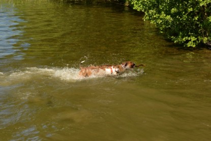 Continental Bulldogs Seeblickbulls Bilderalbum - Gina Abby zu Besuch