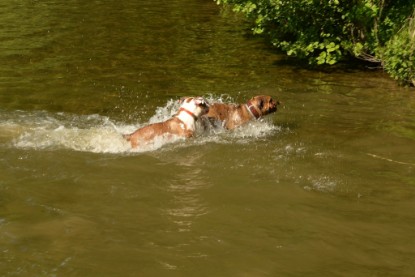 Continental Bulldogs Seeblickbulls Bilderalbum - Gina Abby zu Besuch