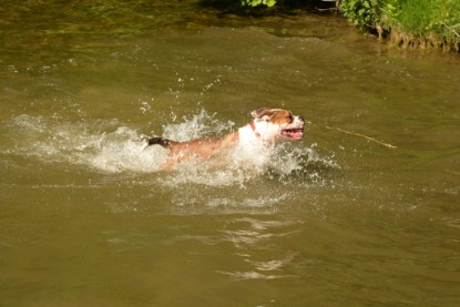 Continental Bulldogs Seeblickbulls Bilderalbum - Gina Abby zu Besuch