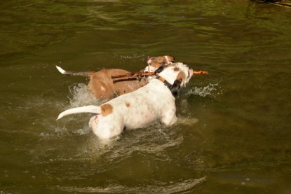 Continental Bulldogs Seeblickbulls Bilderalbum - Gina Abby zu Besuch