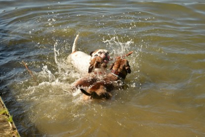 Continental Bulldogs Seeblickbulls Bilderalbum - Gina Abby zu Besuch