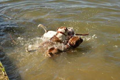 Continental Bulldogs Seeblickbulls Bilderalbum - Gina Abby zu Besuch