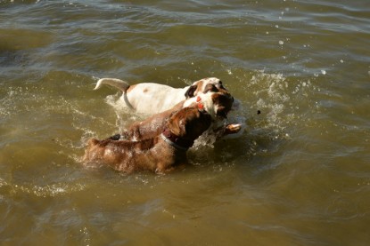 Continental Bulldogs Seeblickbulls Bilderalbum - Gina Abby zu Besuch