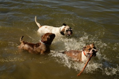 Continental Bulldogs Seeblickbulls Bilderalbum - Gina Abby zu Besuch