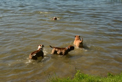 Continental Bulldogs Seeblickbulls Bilderalbum - Gina Abby zu Besuch