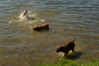 Continental Bulldogs Seeblickbulls Bilderalbum - Gina Abby zu Besuch