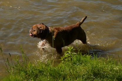 Continental Bulldogs Seeblickbulls Bilderalbum - Gina Abby zu Besuch