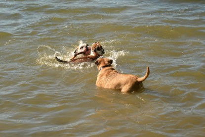 Continental Bulldogs Seeblickbulls Bilderalbum - Gina Abby zu Besuch