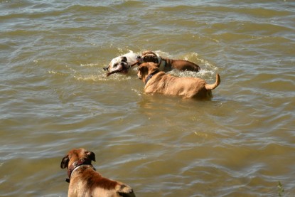 Continental Bulldogs Seeblickbulls Bilderalbum - Gina Abby zu Besuch