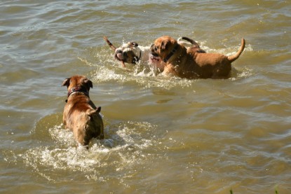 Continental Bulldogs Seeblickbulls Bilderalbum - Gina Abby zu Besuch