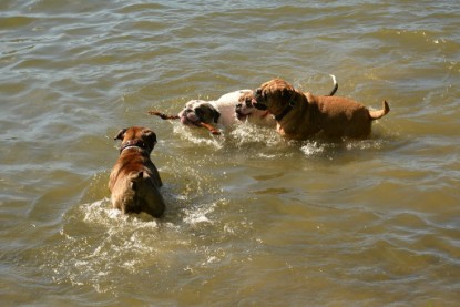 Continental Bulldogs Seeblickbulls Bilderalbum - Gina Abby zu Besuch