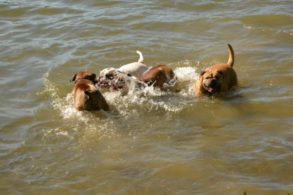 Continental Bulldogs Seeblickbulls Bilderalbum - Gina Abby zu Besuch