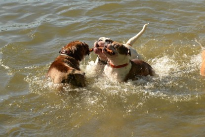 Continental Bulldogs Seeblickbulls Bilderalbum - Gina Abby zu Besuch