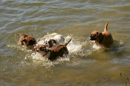 Continental Bulldogs Seeblickbulls Bilderalbum - Gina Abby zu Besuch