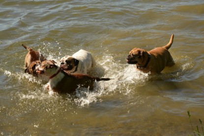 Continental Bulldogs Seeblickbulls Bilderalbum - Gina Abby zu Besuch