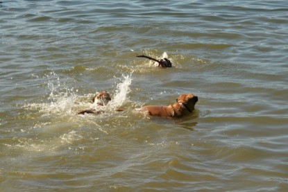 Continental Bulldogs Seeblickbulls Bilderalbum - Gina Abby zu Besuch