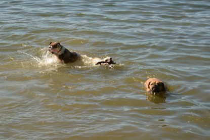 Continental Bulldogs Seeblickbulls Bilderalbum - Gina Abby zu Besuch