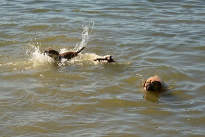 Continental Bulldogs Seeblickbulls Bilderalbum - Gina Abby zu Besuch