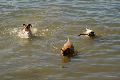 Continental Bulldogs Seeblickbulls Bilderalbum - Gina Abby zu Besuch