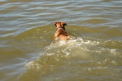 Continental Bulldogs Seeblickbulls Bilderalbum - Gina Abby zu Besuch