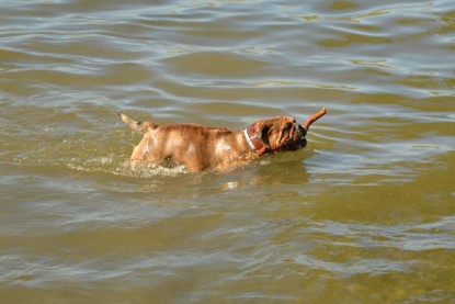 Continental Bulldogs Seeblickbulls Bilderalbum - Gina Abby zu Besuch