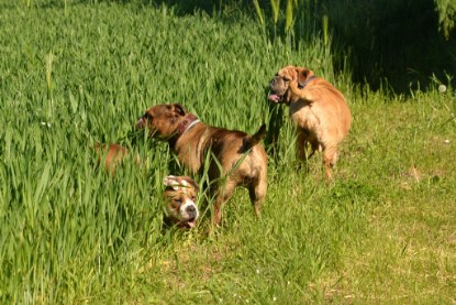 Continental Bulldogs Seeblickbulls Bilderalbum - Gina Abby zu Besuch