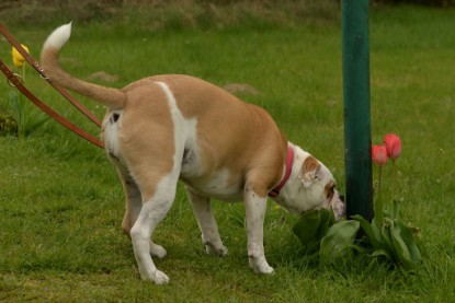 Continental Bulldogs Seeblickbulls Bilderalbum - Isalotta zu Besuch am 21.04.2017